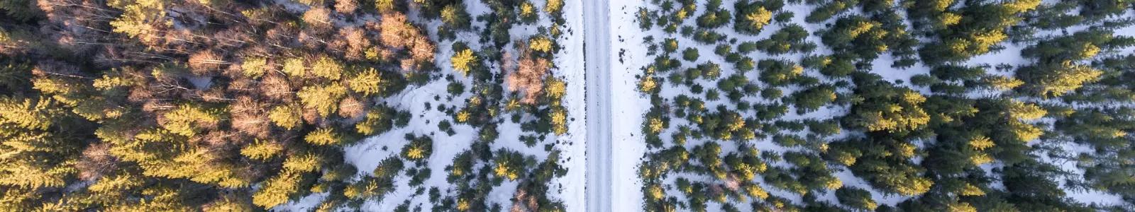 A snowy coniferous forest from above